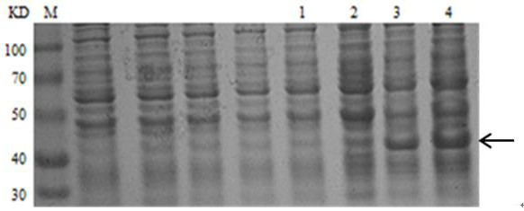 An anti-H5N1 viropexis antibody PTD (Protein transduction domain)-3F and application