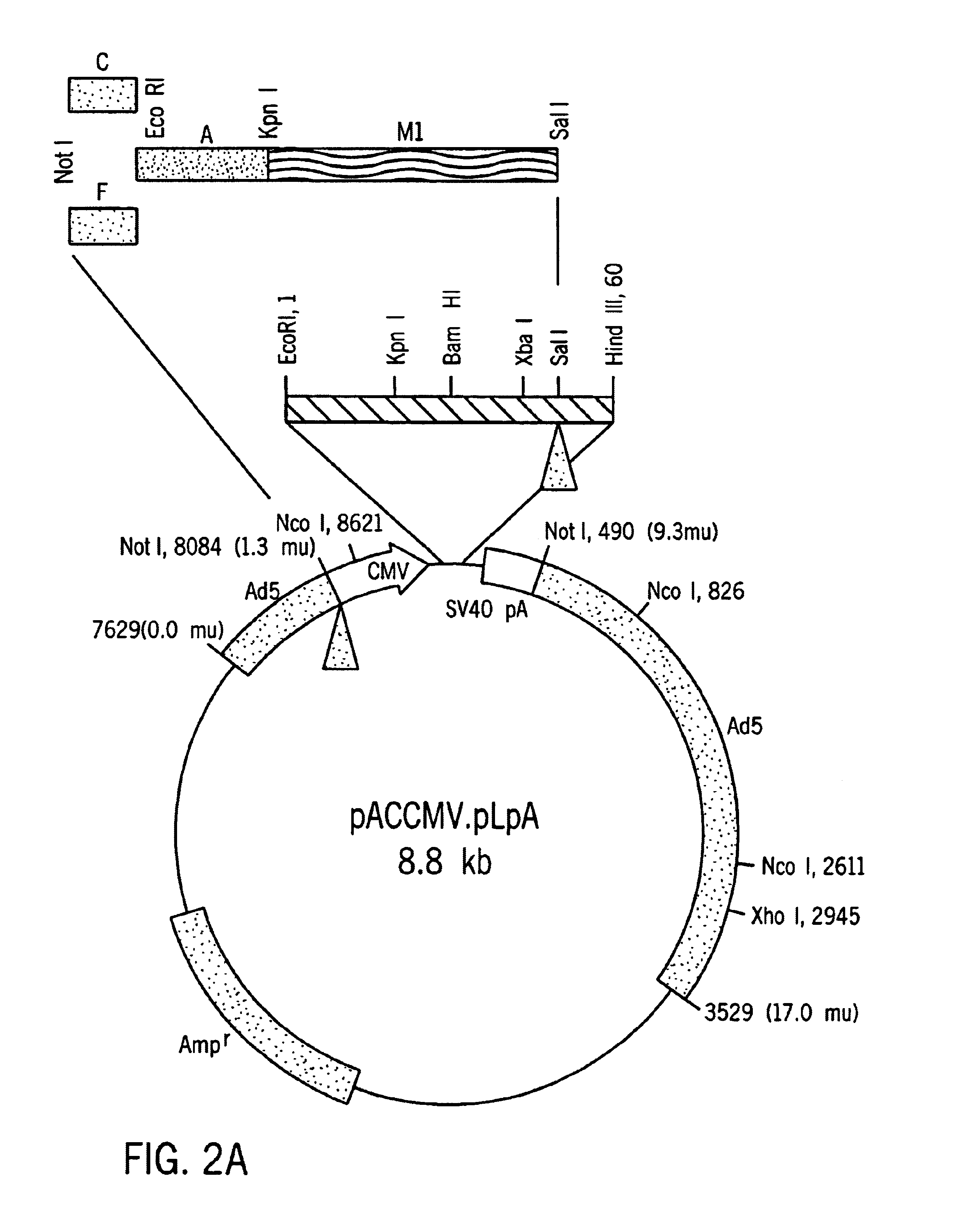 Treatment of diabetes with synthetic beta cells