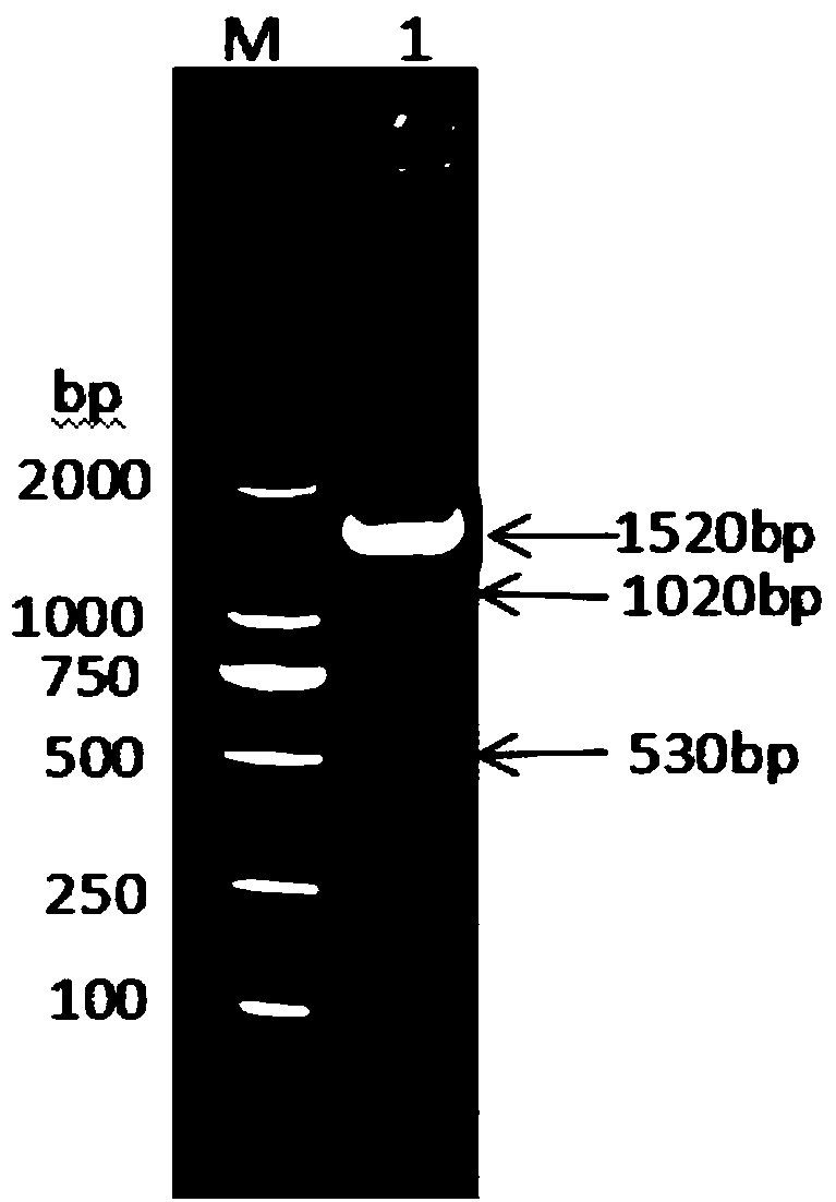 Fusion protein composed of bovine interleukin 2, bovine interferon gamma and bovine interferon alpha and preparation method thereof