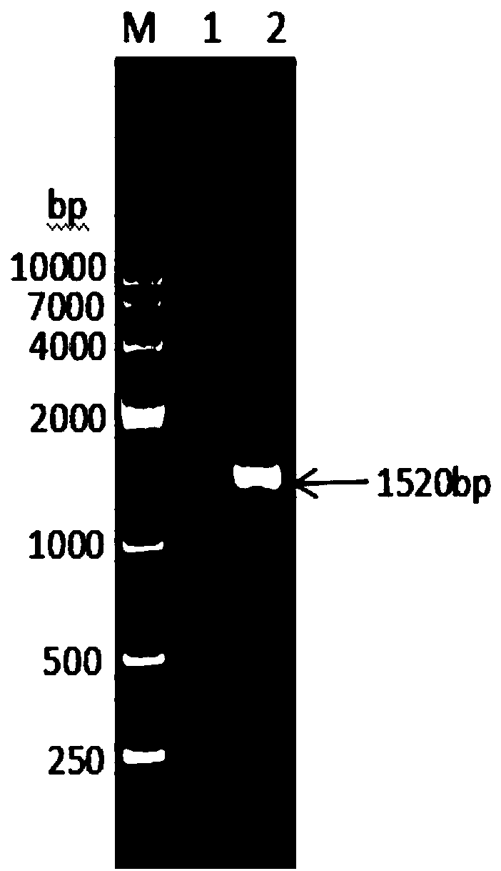 Fusion protein composed of bovine interleukin 2, bovine interferon gamma and bovine interferon alpha and preparation method thereof