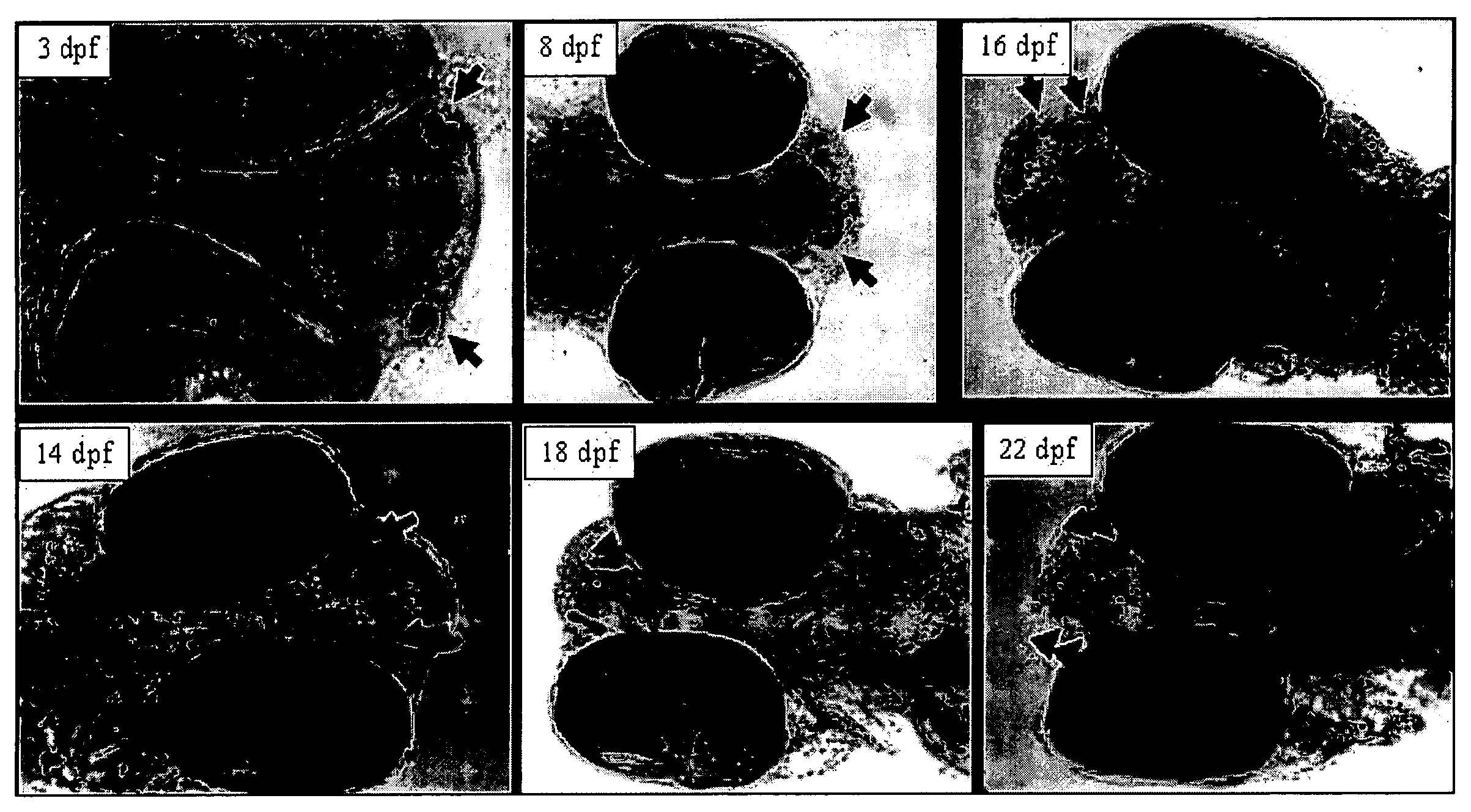 Inducing sterility in fish by disrupting the development of the GnRH system