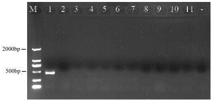 Periplaneta Americana L. specific COI primer, kit containing same and application of Periplaneta Americana L. specific COI primer