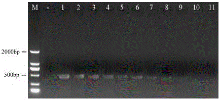 Periplaneta Americana L. specific COI primer, kit containing same and application of Periplaneta Americana L. specific COI primer