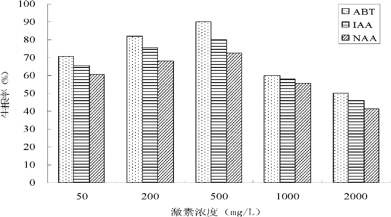 Artificial cultivation method of hemsley rockvine root