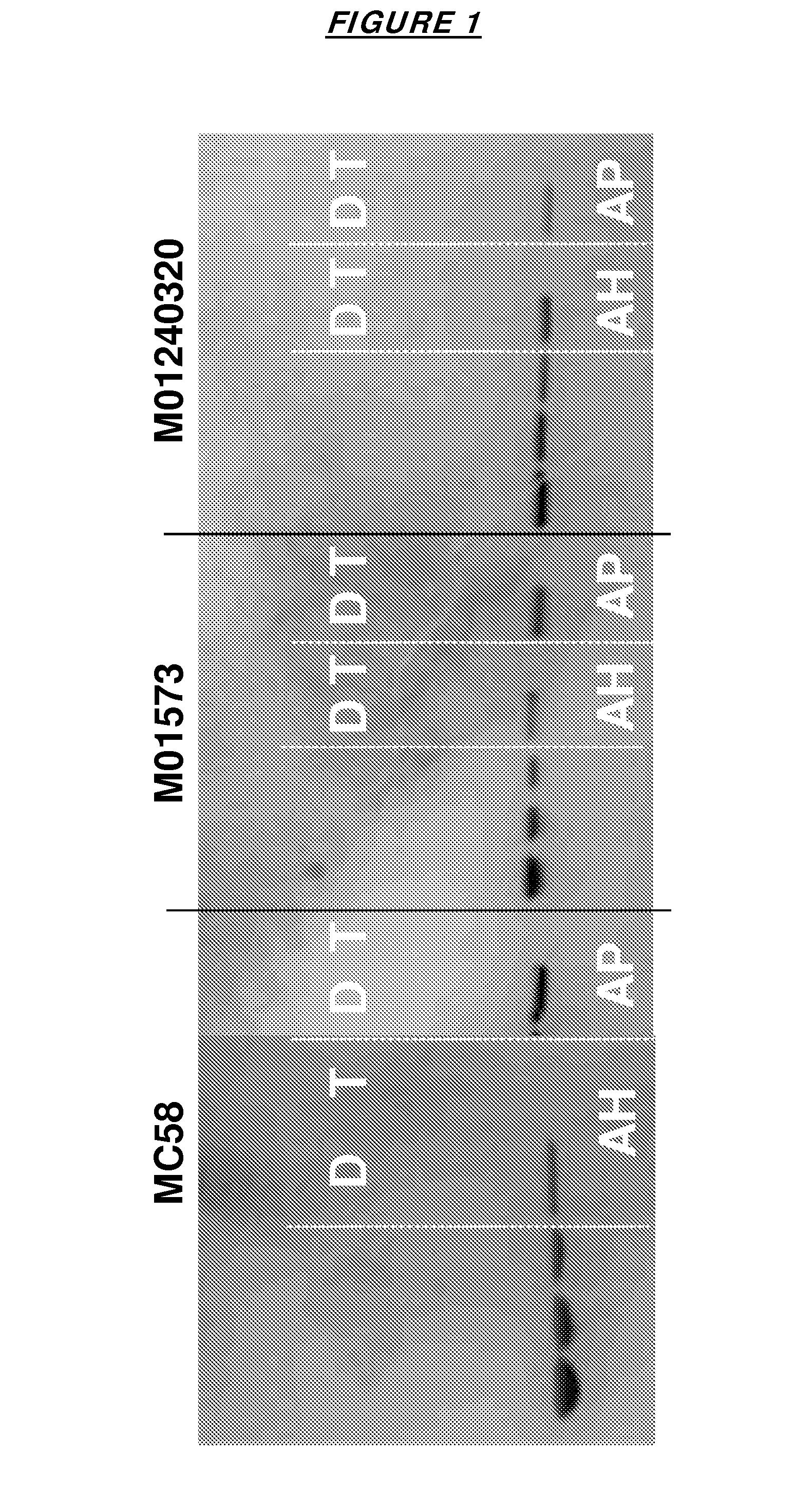 Adjuvanted combinations of meningococcal factor h binding proteins