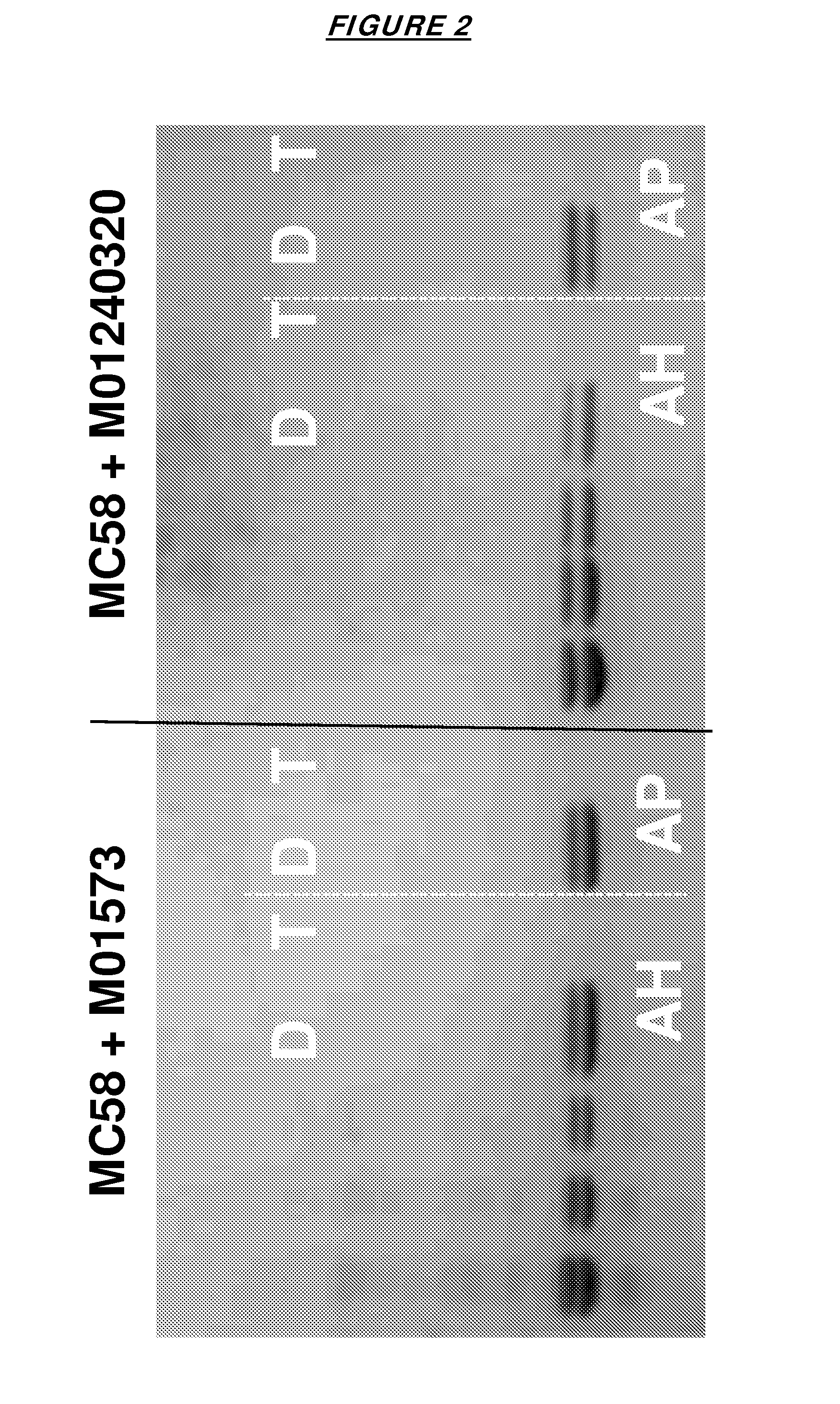 Adjuvanted combinations of meningococcal factor h binding proteins