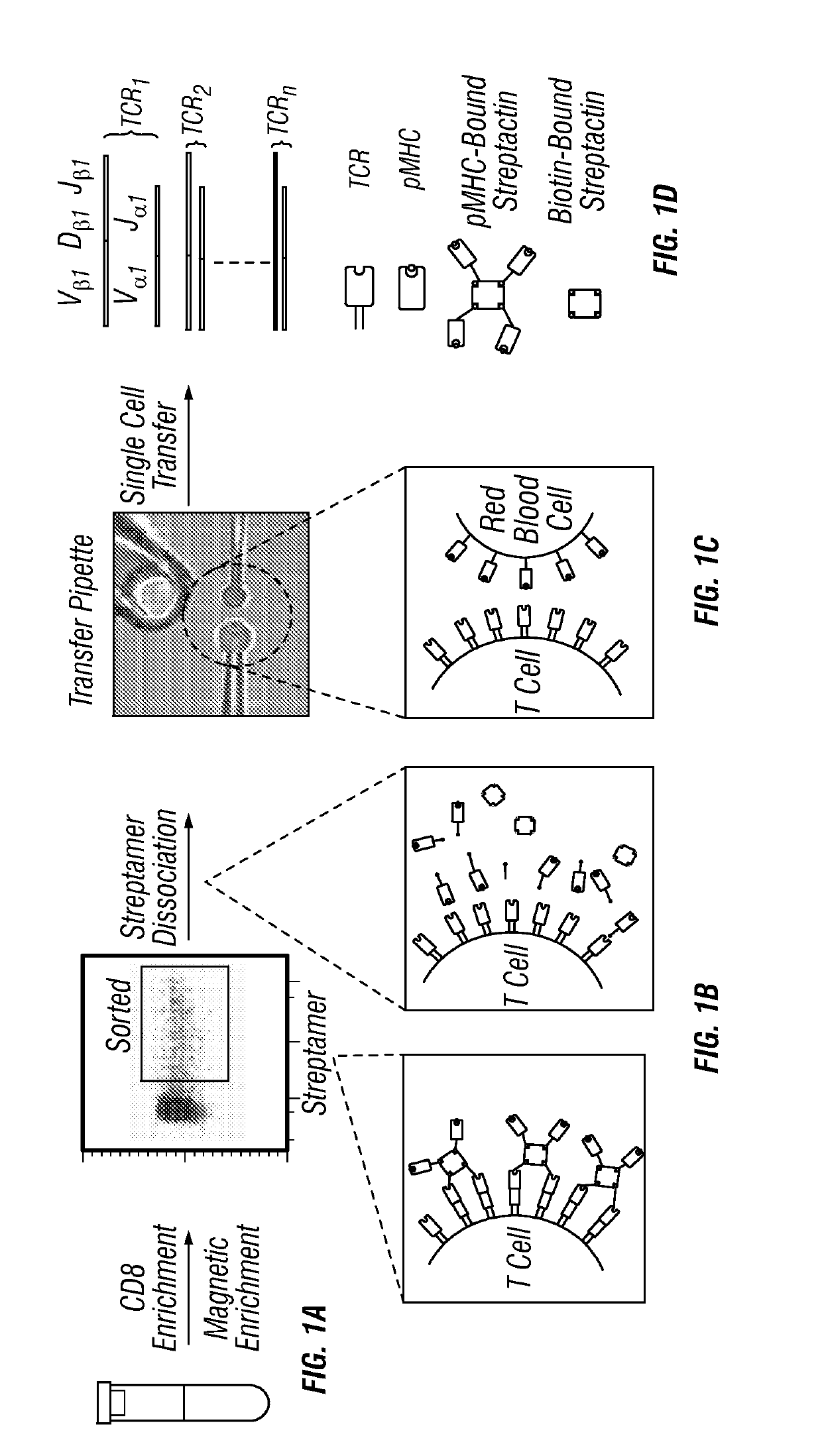 Methods and compositions for detecting single t cell receptor affinity and sequence