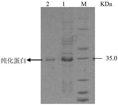 Novel 17 beta-hydroxyl steroid dehydrogenase, gene and application thereof