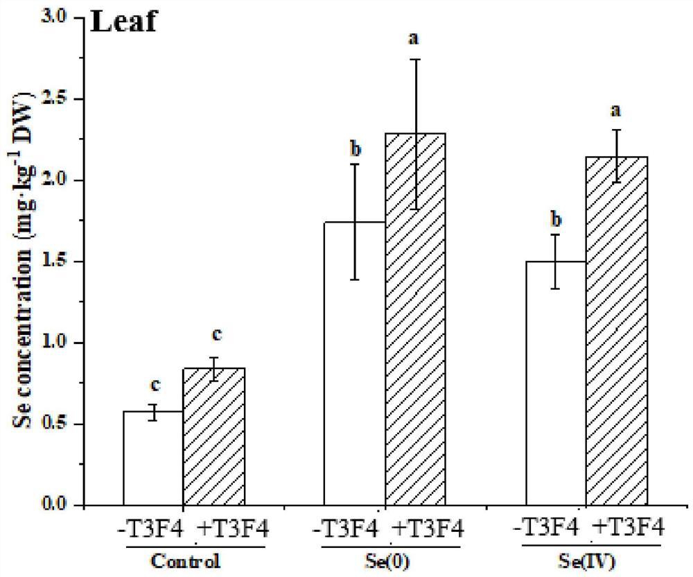 A selenium-oxidizing rhizobia t3f4 with good colonization ability and its application