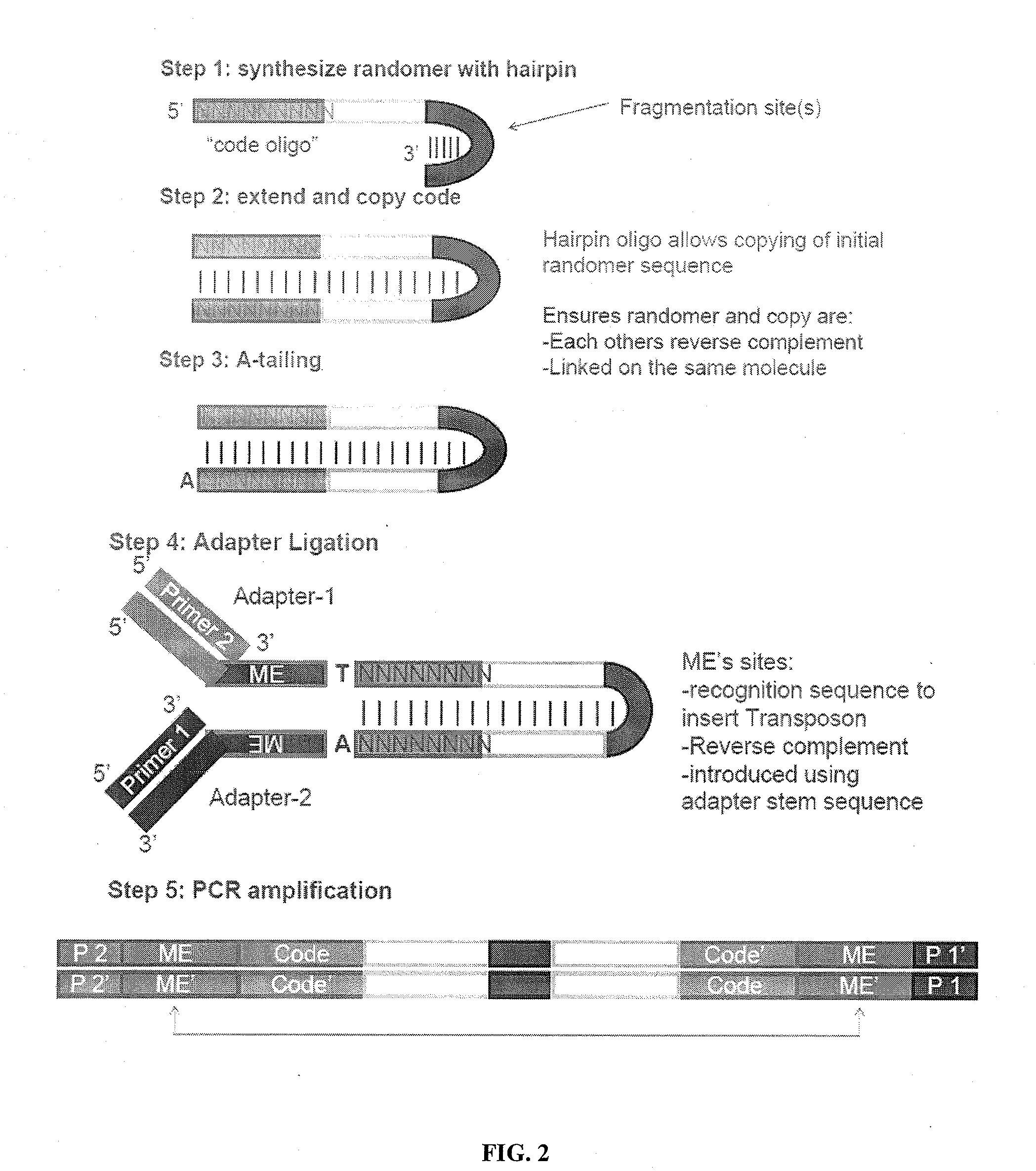 Linking sequence reads using paired code tags