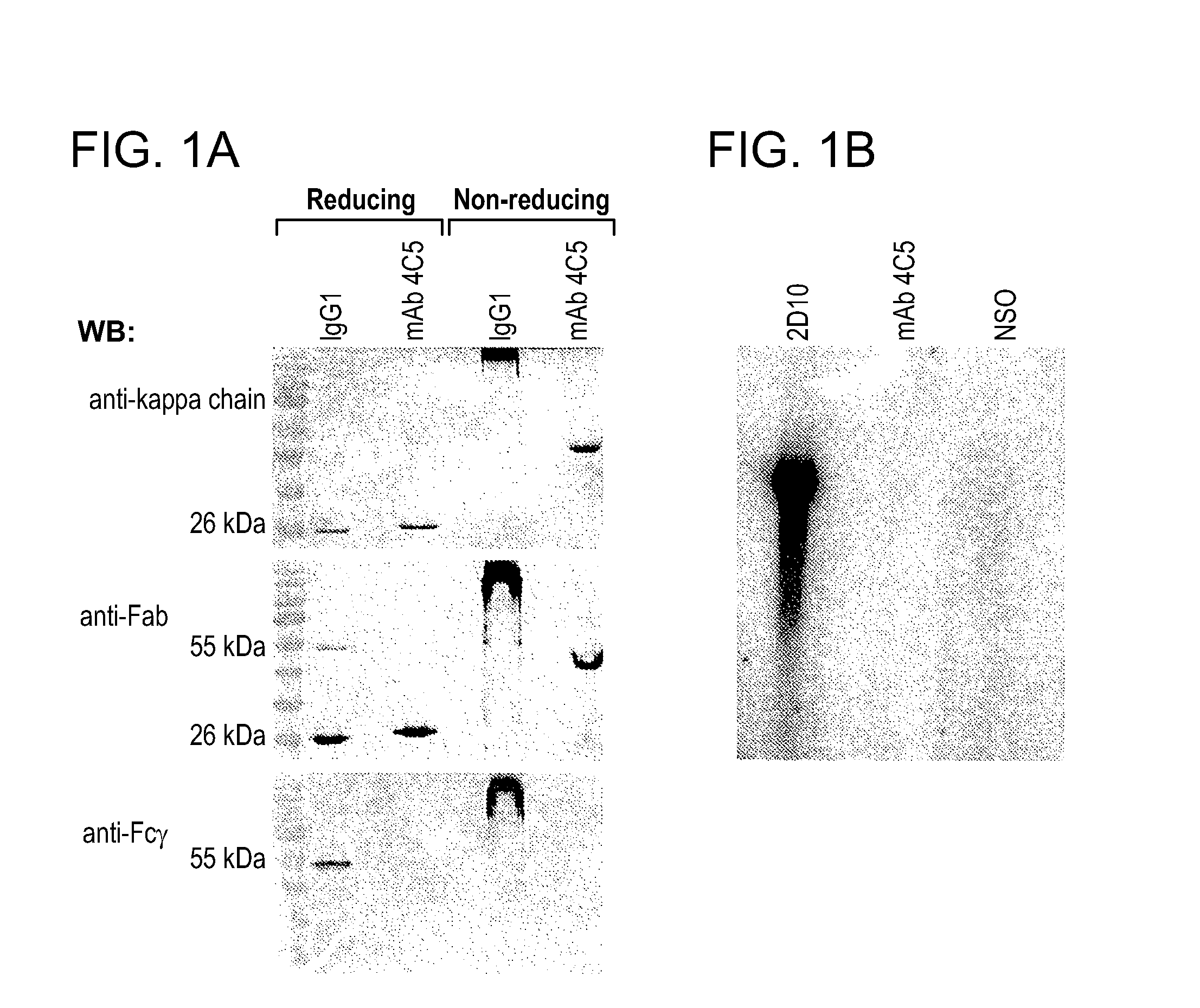 Compositions and methods for treating neoplasia