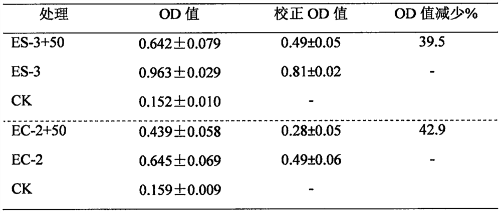 A Coptidis endophytic bacterium that inhibits intestinal conditional pathogenic bacteria attached to fresh vegetables and its application