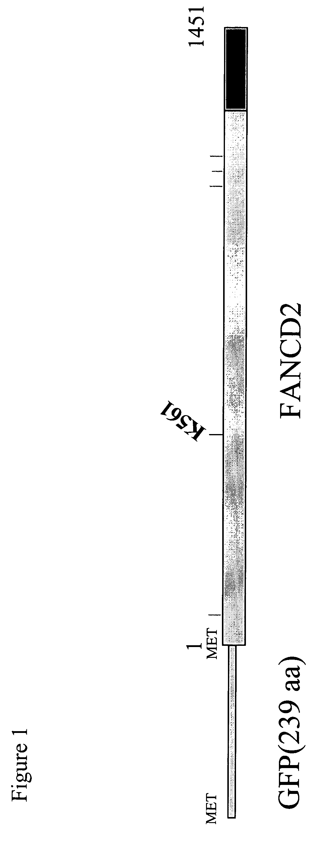 Method for determination and quantification of radiation or genotoxin exposure