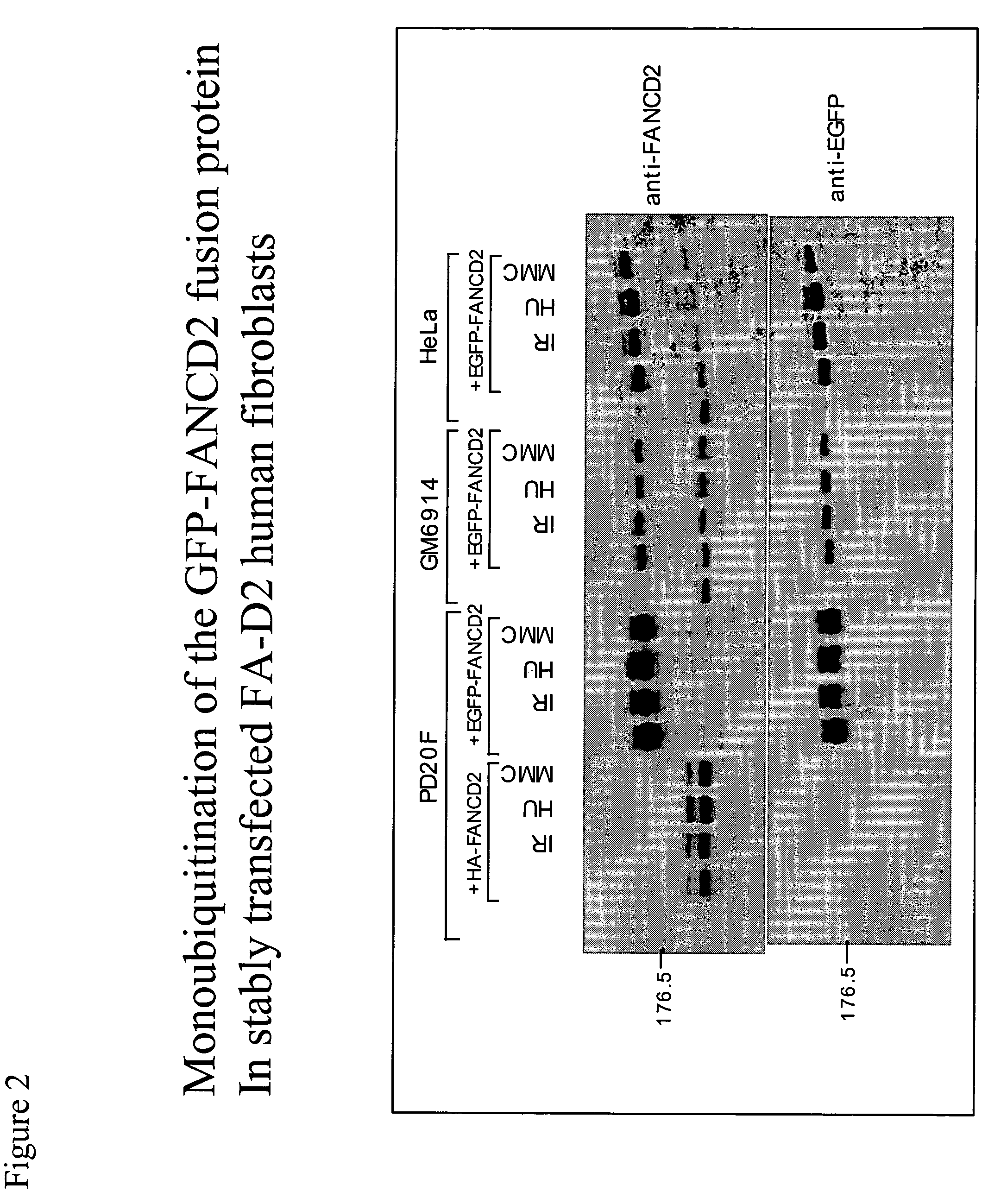 Method for determination and quantification of radiation or genotoxin exposure