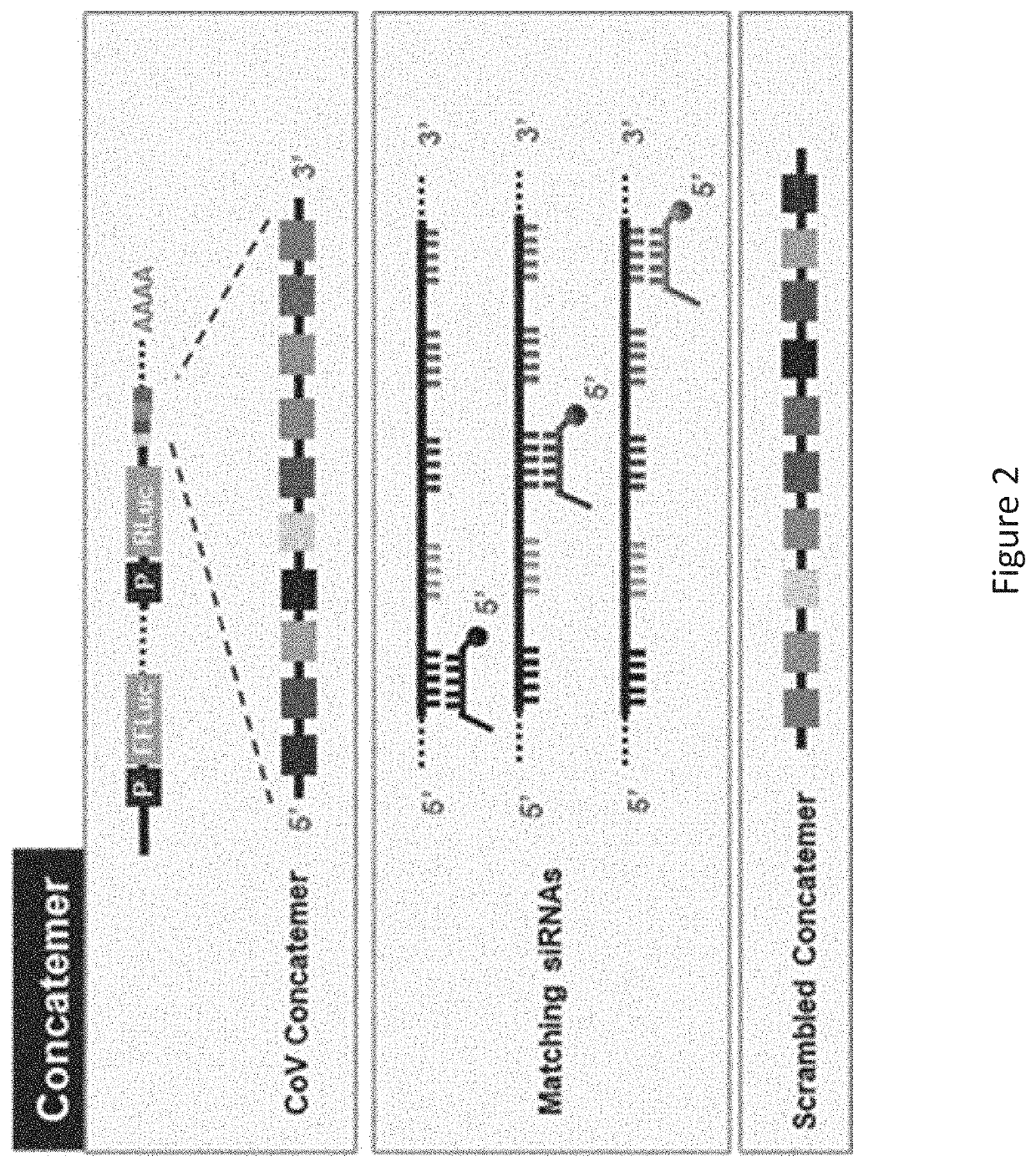 Coronavirus irna compositions and methods of use thereof