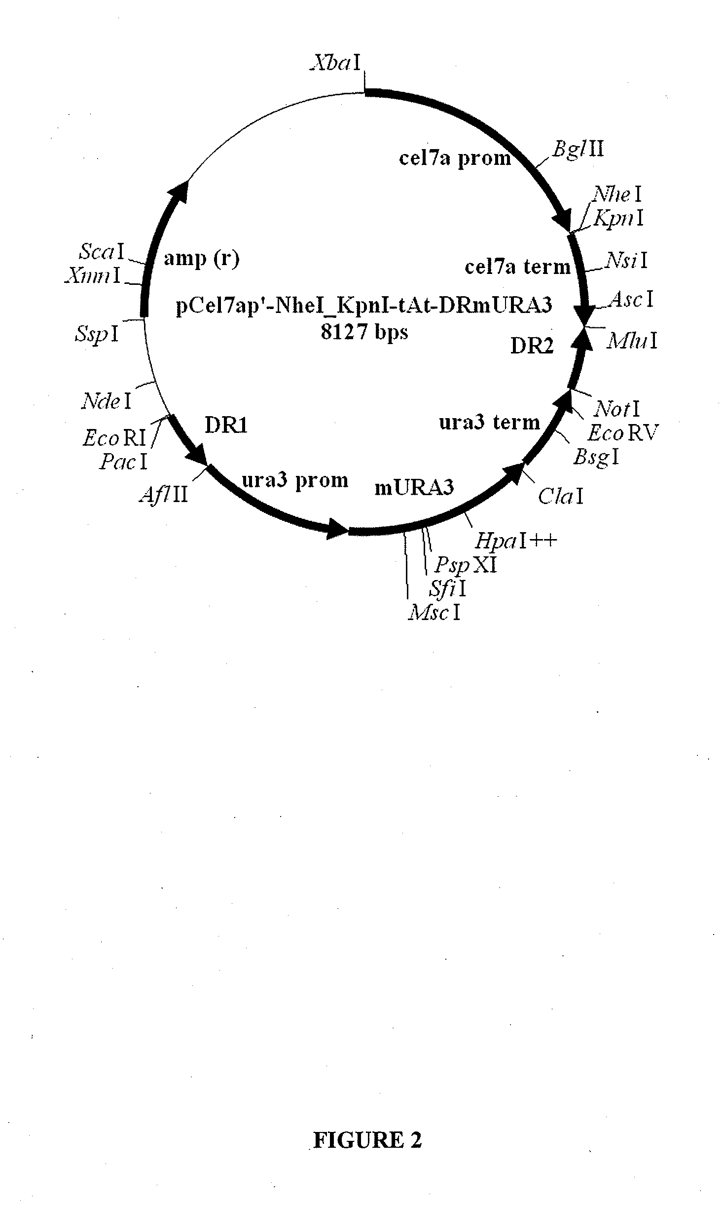 Novel cellobiohydrolase enzymes