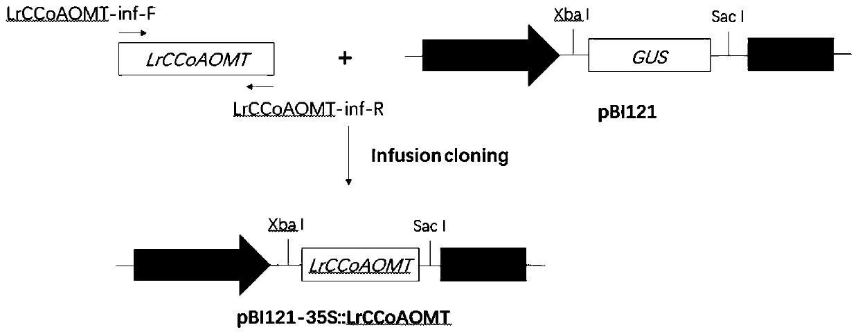 A kind of lrccoaomt gene of Minjiang lily and its application