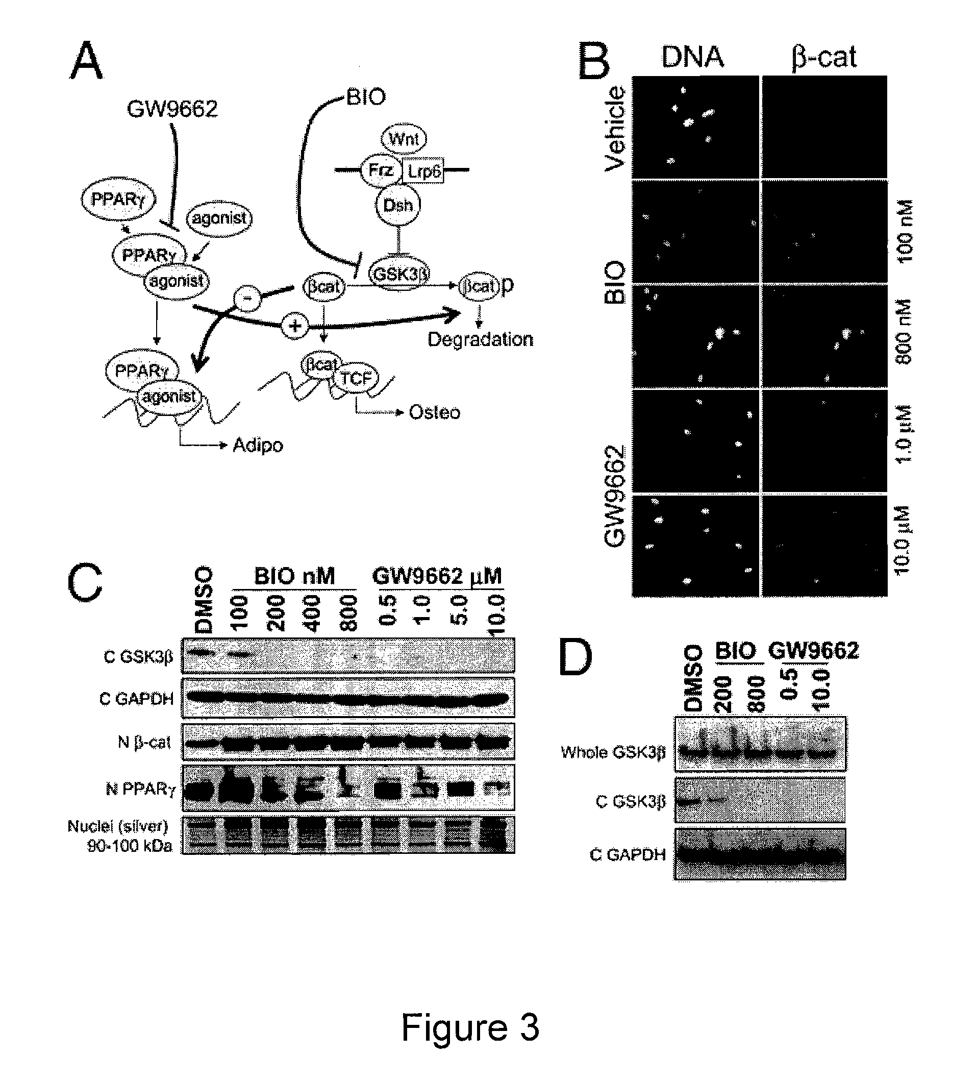 Compositions of mesenchymal stem cells to regenerate bone