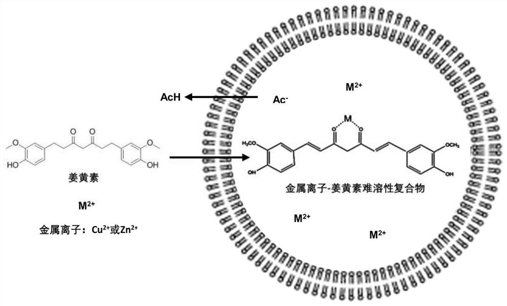 Curcumin active drug-loading liposome and preparation method thereof