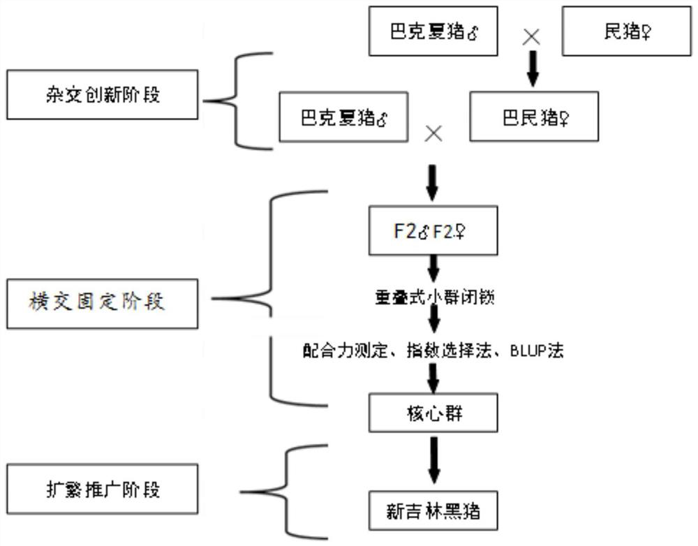 Breeding method of new Jilin black pigs