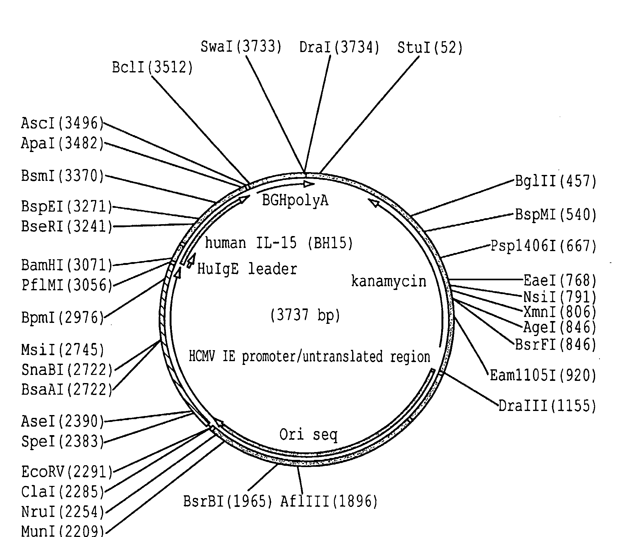 Enhancing protein expression