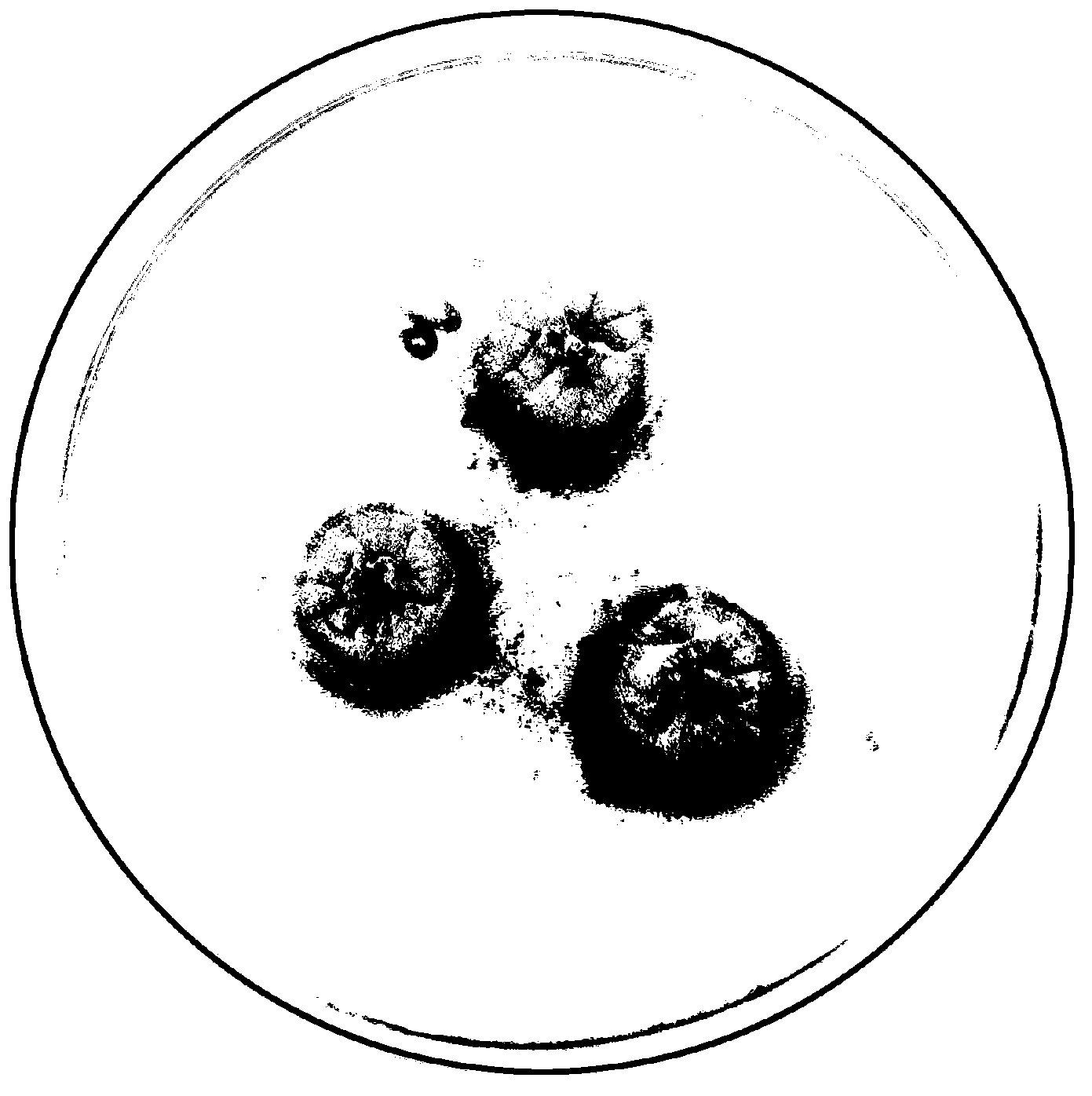 Method for quick mycorhiza formation of azalea aseptic seedlings