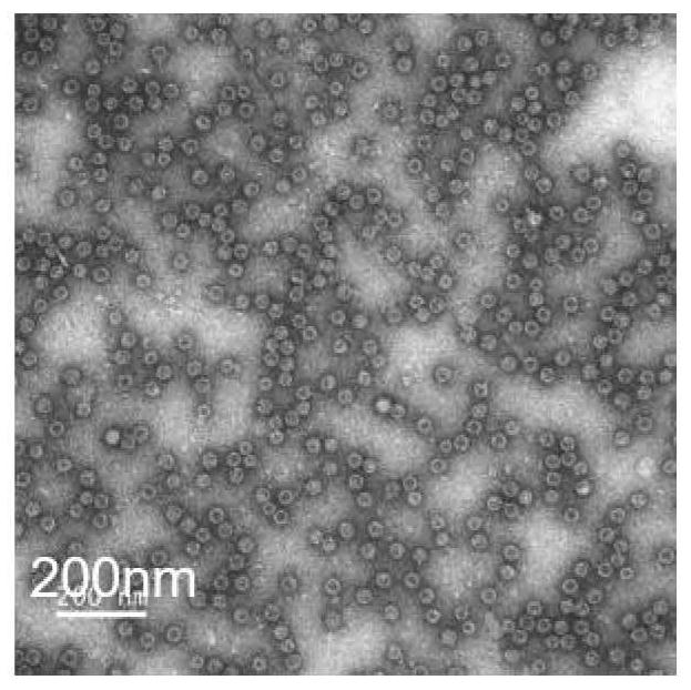 Fluorescent nanoprobe and preparation method and application thereof