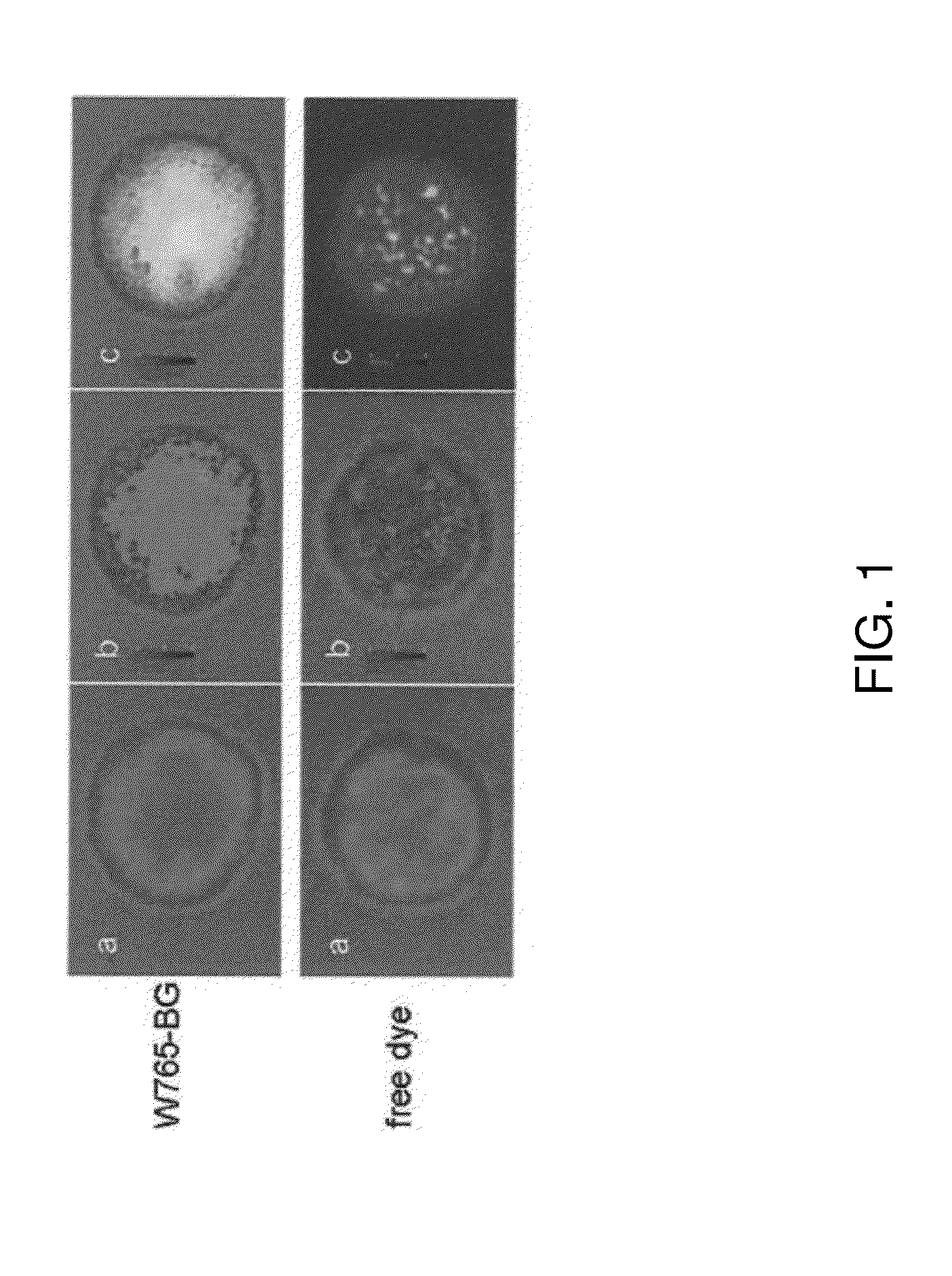 Non-radioactive agents for neuroblastoma imaging