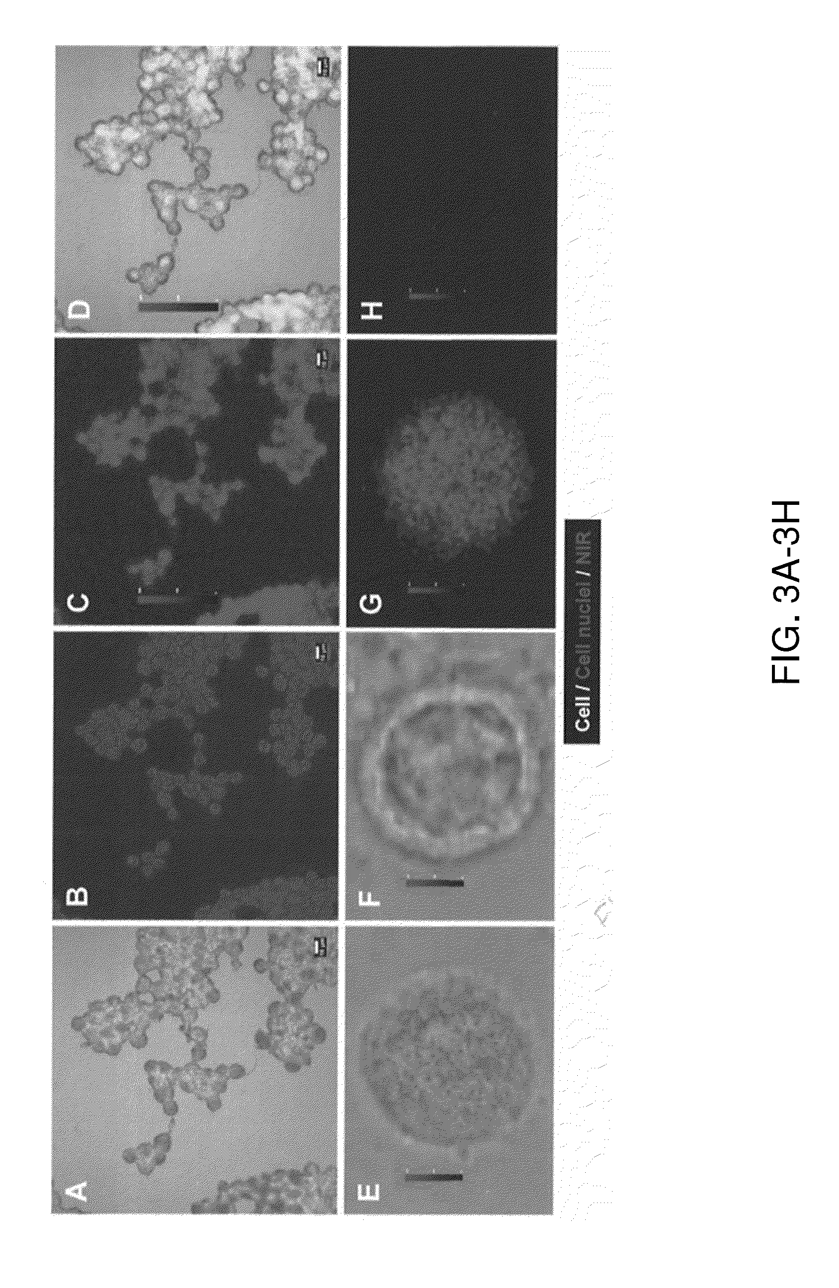 Non-radioactive agents for neuroblastoma imaging