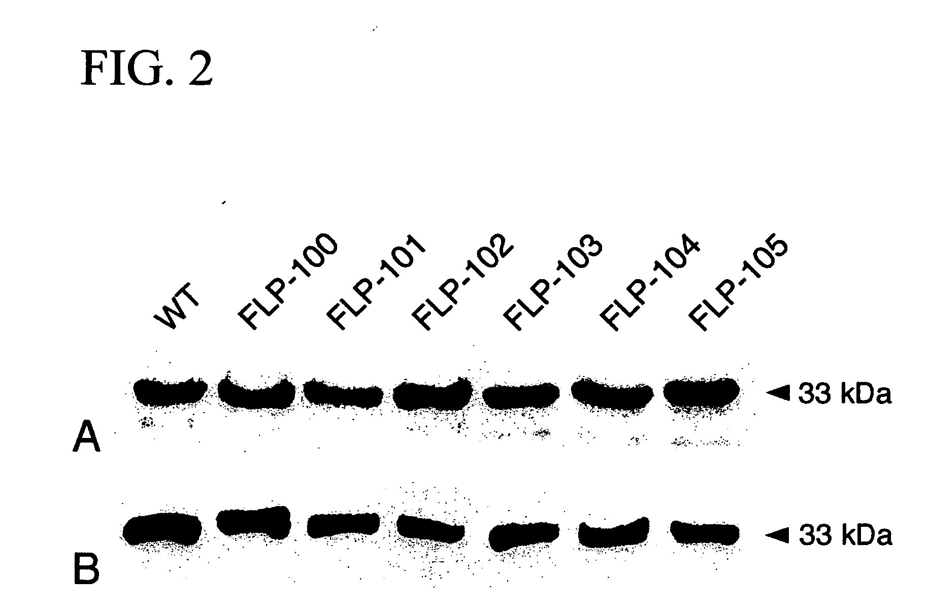 Pokeweed antiviral protein polypeptides with antiviral activity