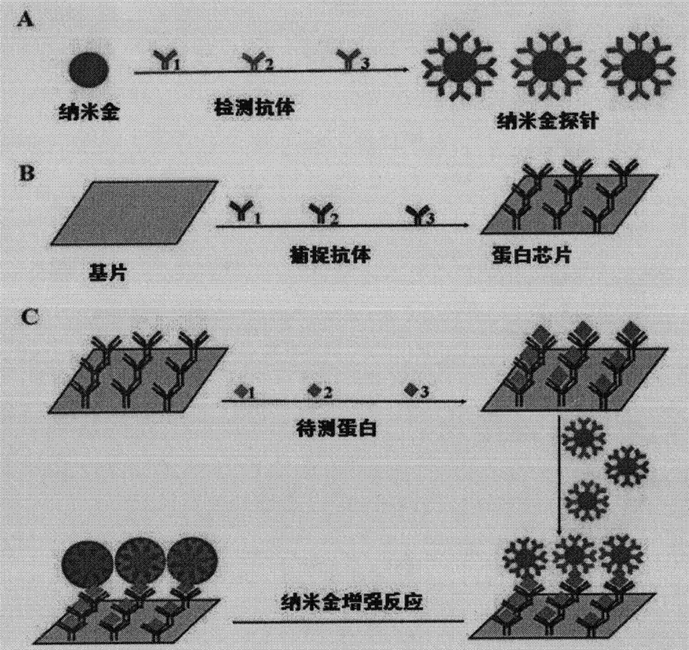 A highly sensitive detection method for various lung cancer markers based on nano-gold enhancement