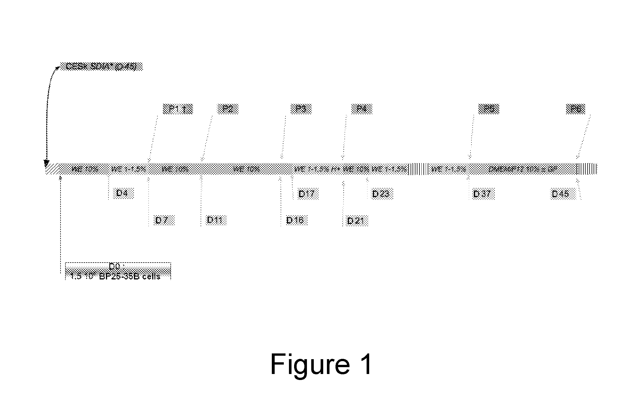 Method for selecting a permissive cell line for replicating avian viruses