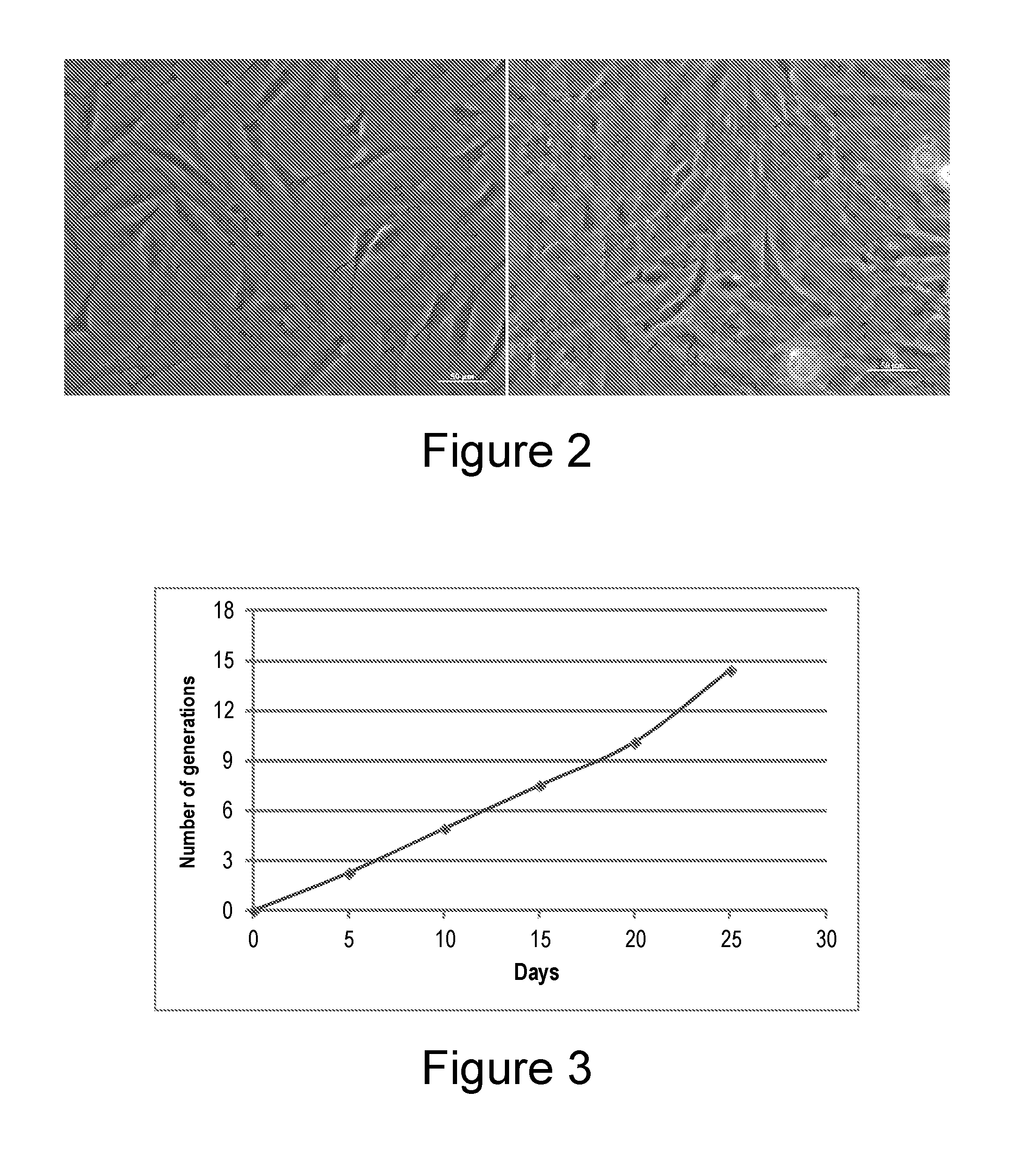 Method for selecting a permissive cell line for replicating avian viruses