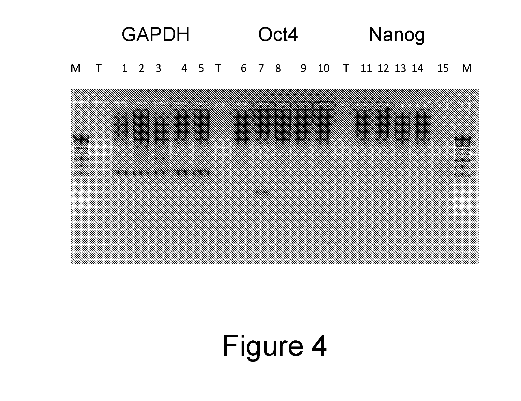 Method for selecting a permissive cell line for replicating avian viruses