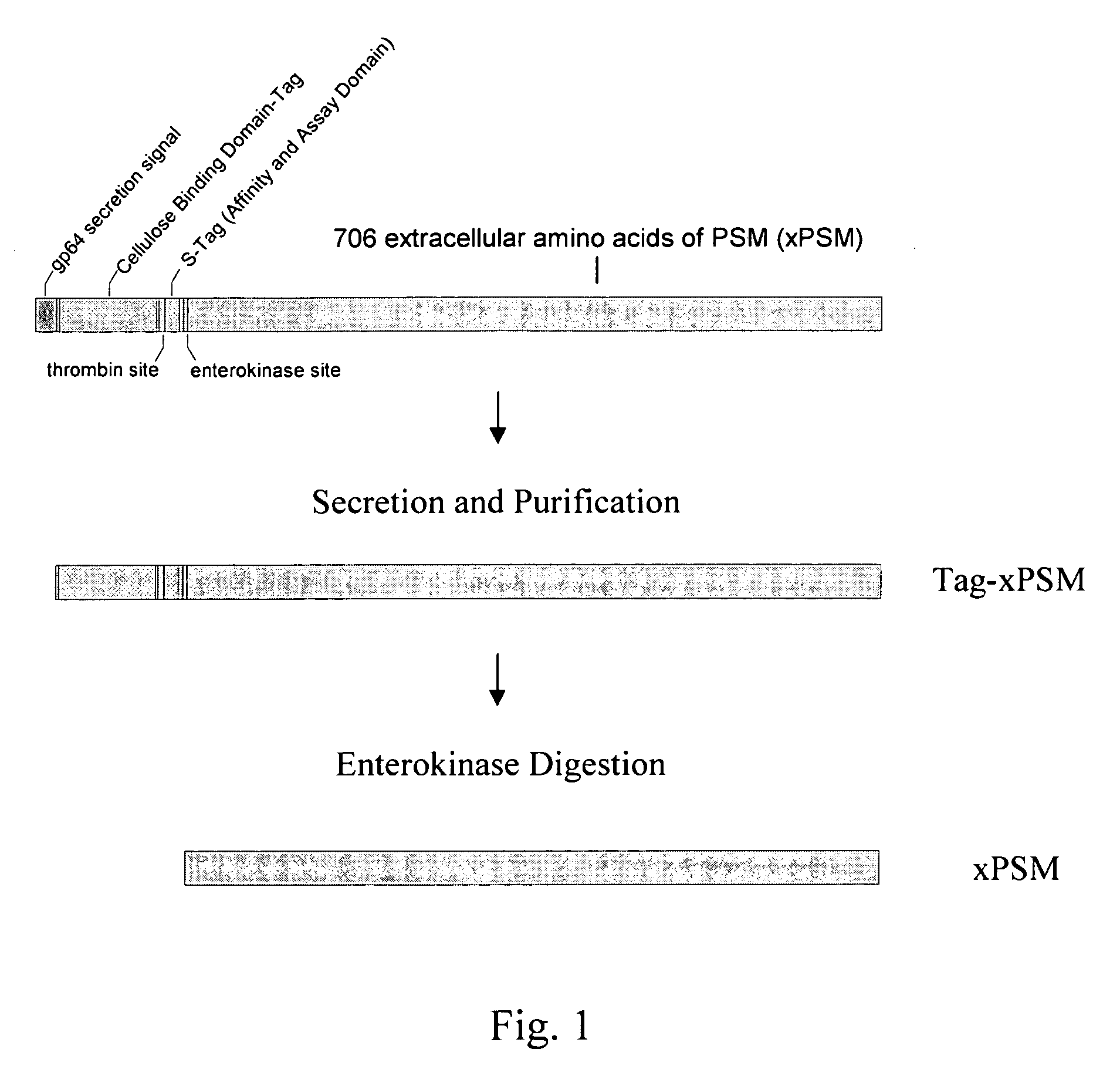 Nucleic acid ligands to the prostate specific membrane antigen