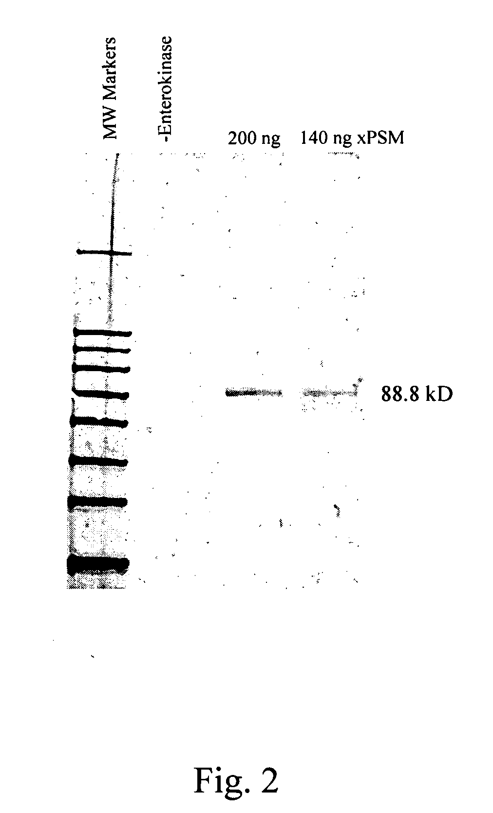 Nucleic acid ligands to the prostate specific membrane antigen