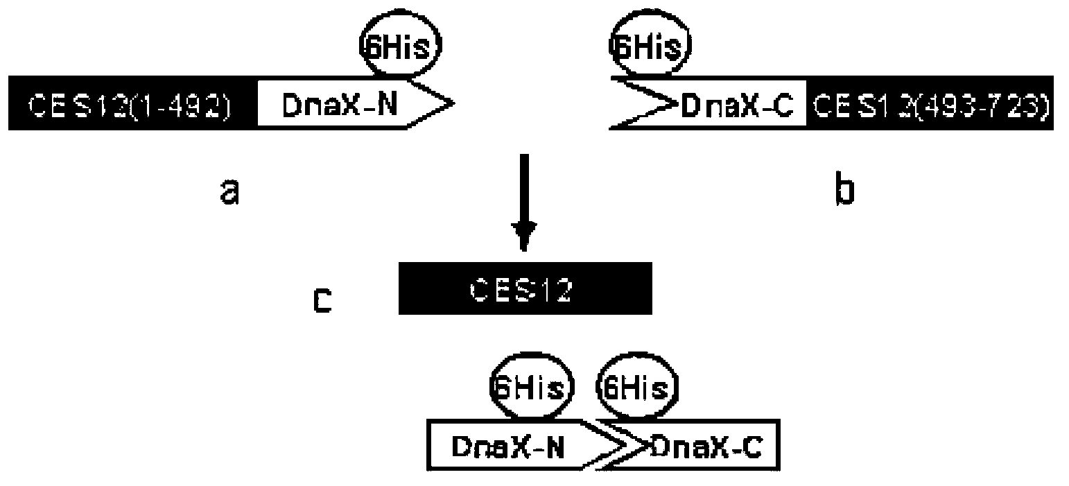 Expression plasmid system of recombinant Sushi polypeptide, and construction method and application thereof