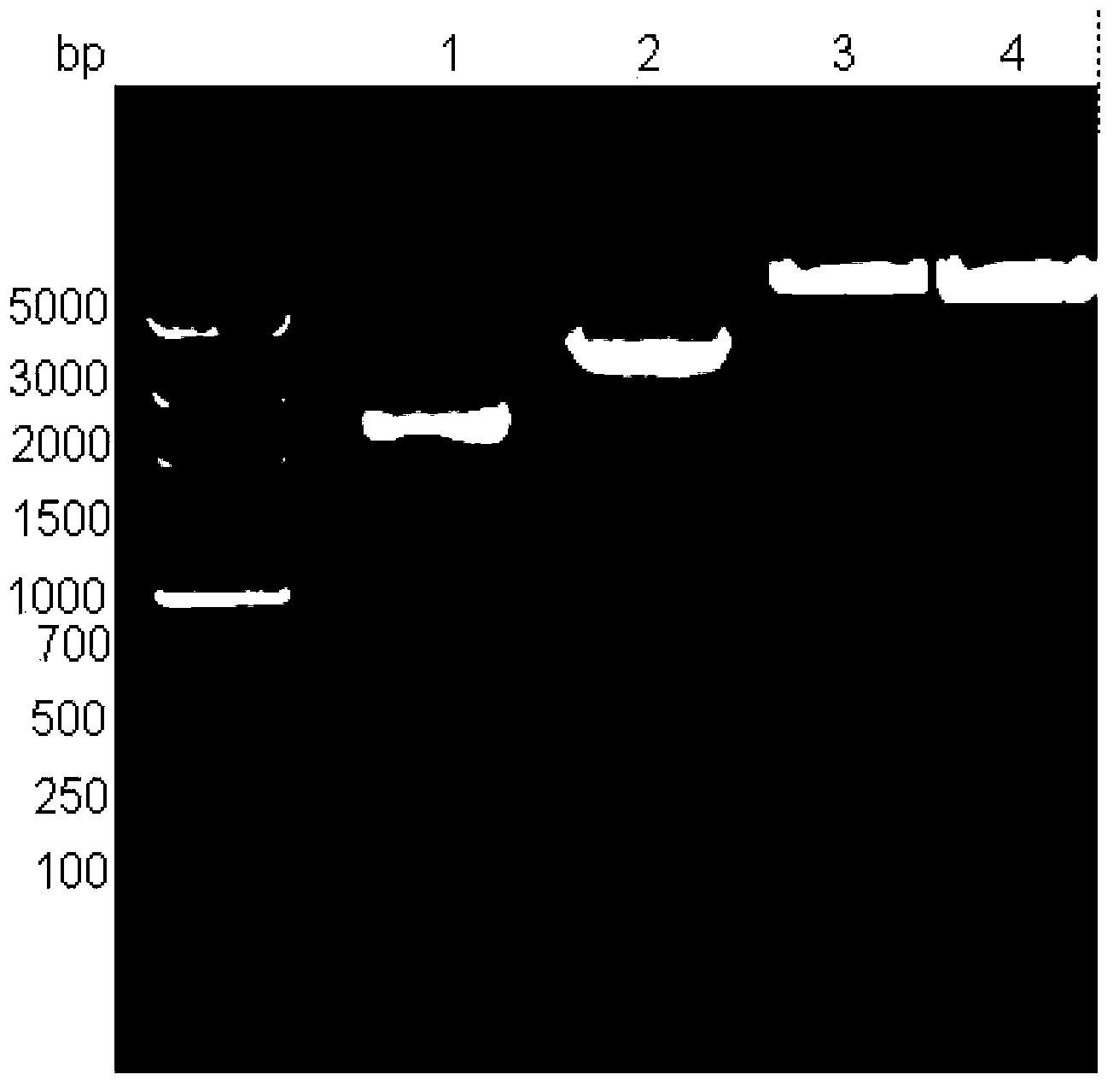 Expression plasmid system of recombinant Sushi polypeptide, and construction method and application thereof