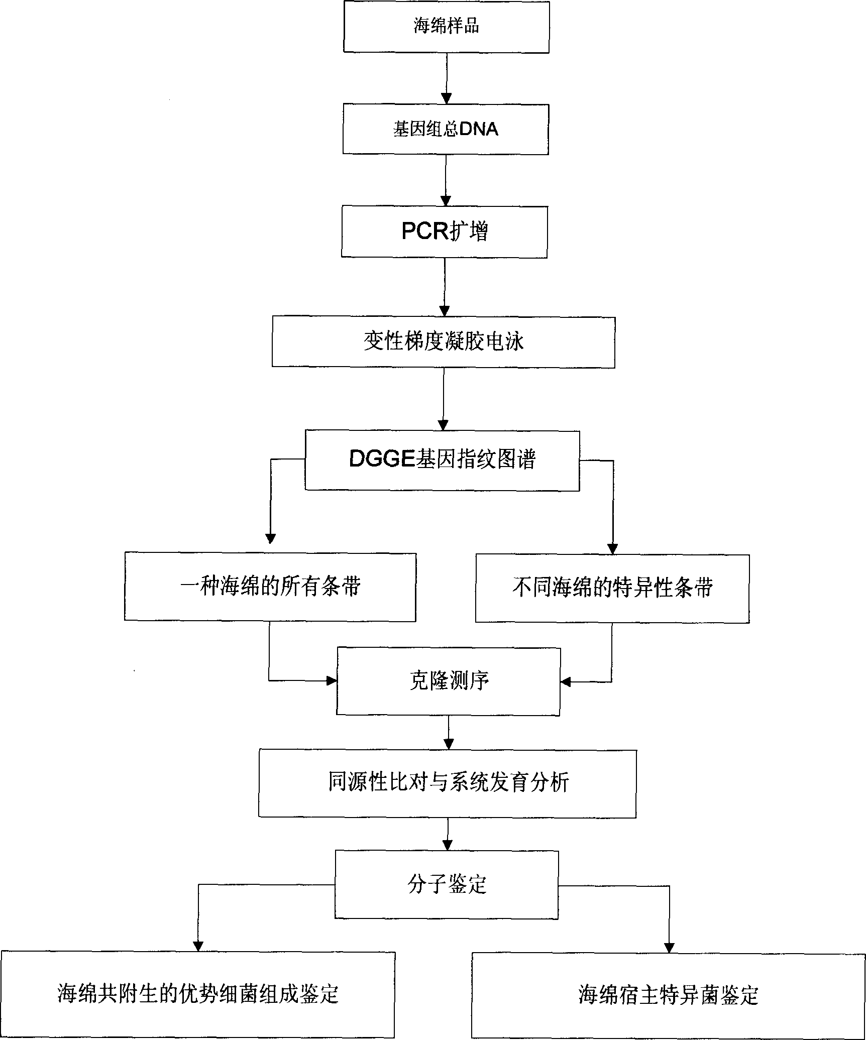 Molecular identification method for sponge associated dominant bacterium constitution and host specific bacterium