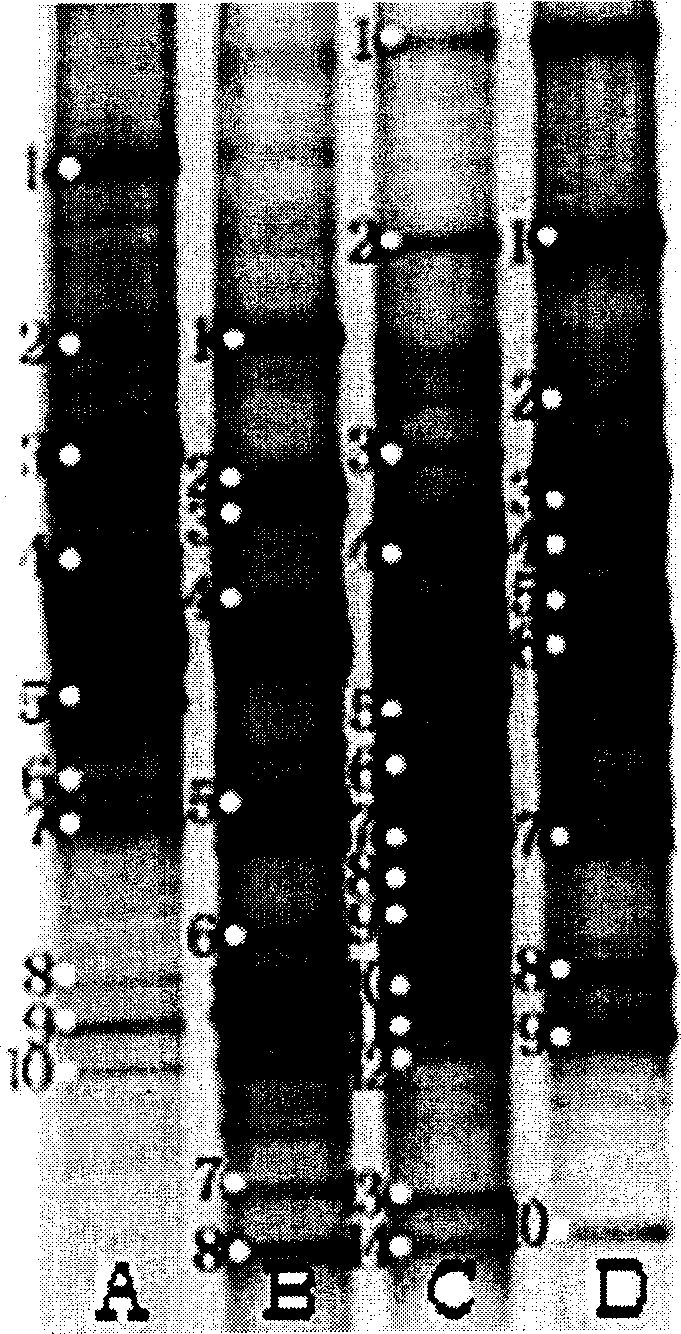 Molecular identification method for sponge associated dominant bacterium constitution and host specific bacterium