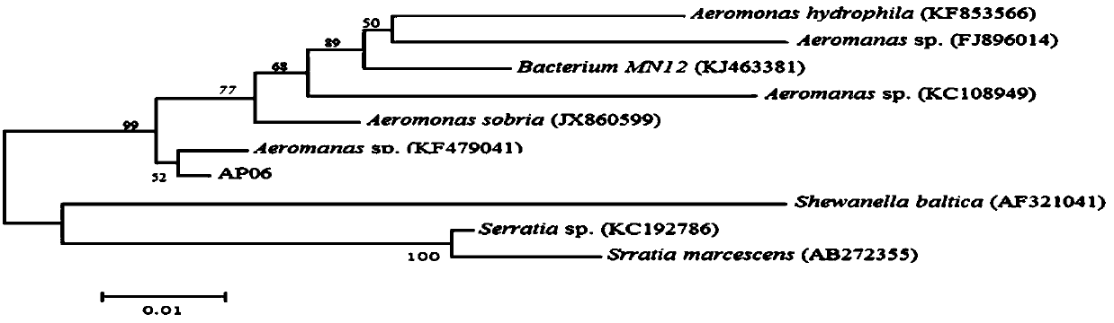 Aeromonas mildew ap06 strain with phosphorus accumulation effect and use thereof