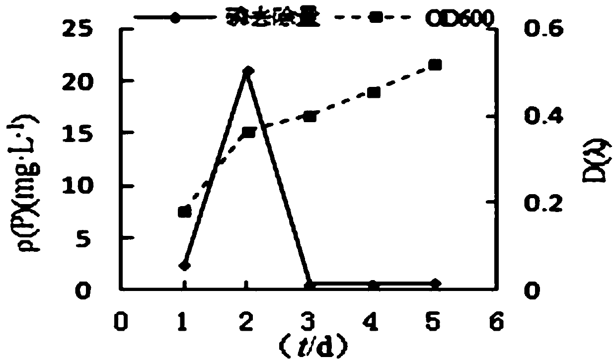 Aeromonas mildew ap06 strain with phosphorus accumulation effect and use thereof