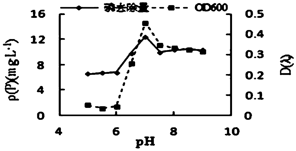 Aeromonas mildew ap06 strain with phosphorus accumulation effect and use thereof