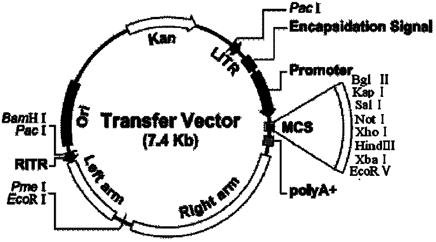 ING4 and OSM double-gene co-expression vector and application thereof