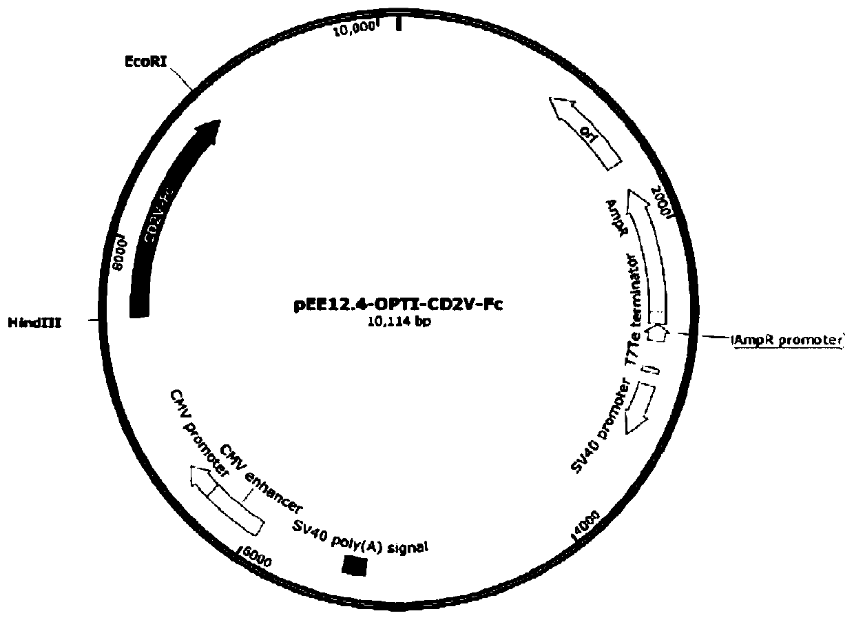 Subunit fusion protein CD2V-Fc, preparation method and application thereof