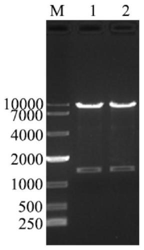 Subunit fusion protein CD2V-Fc, preparation method and application thereof