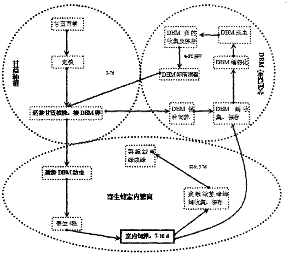 Method of reducing amount of plutella xylostella through propagation and field release of cotesia plutellae