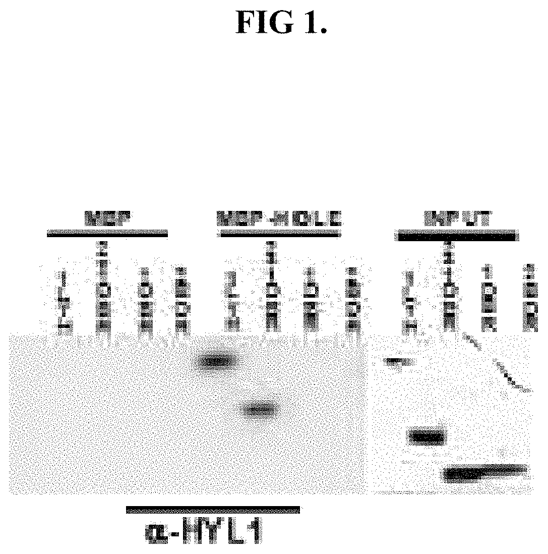 Detection of nucleic acid sequences using endonuclease