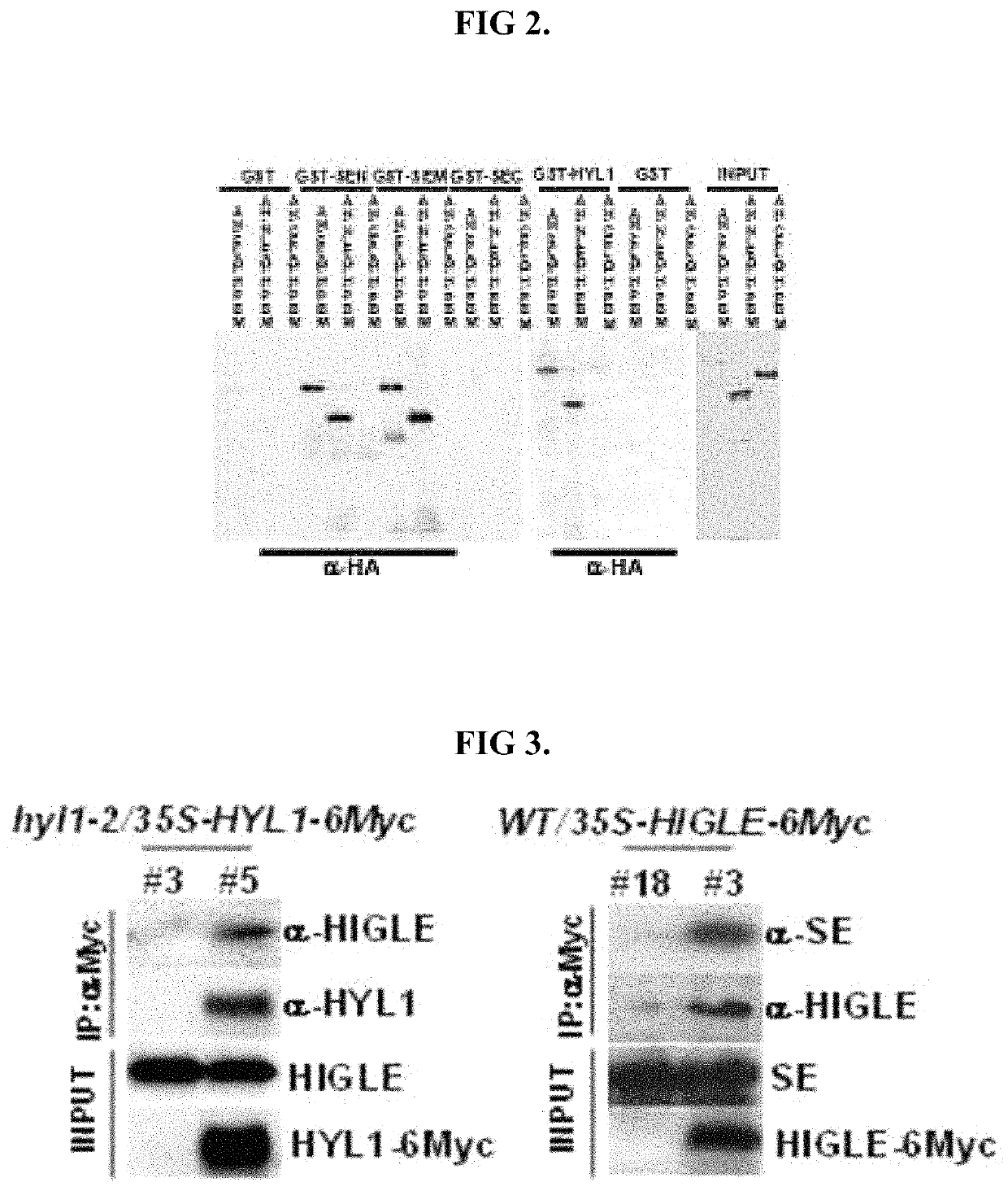 Detection of nucleic acid sequences using endonuclease