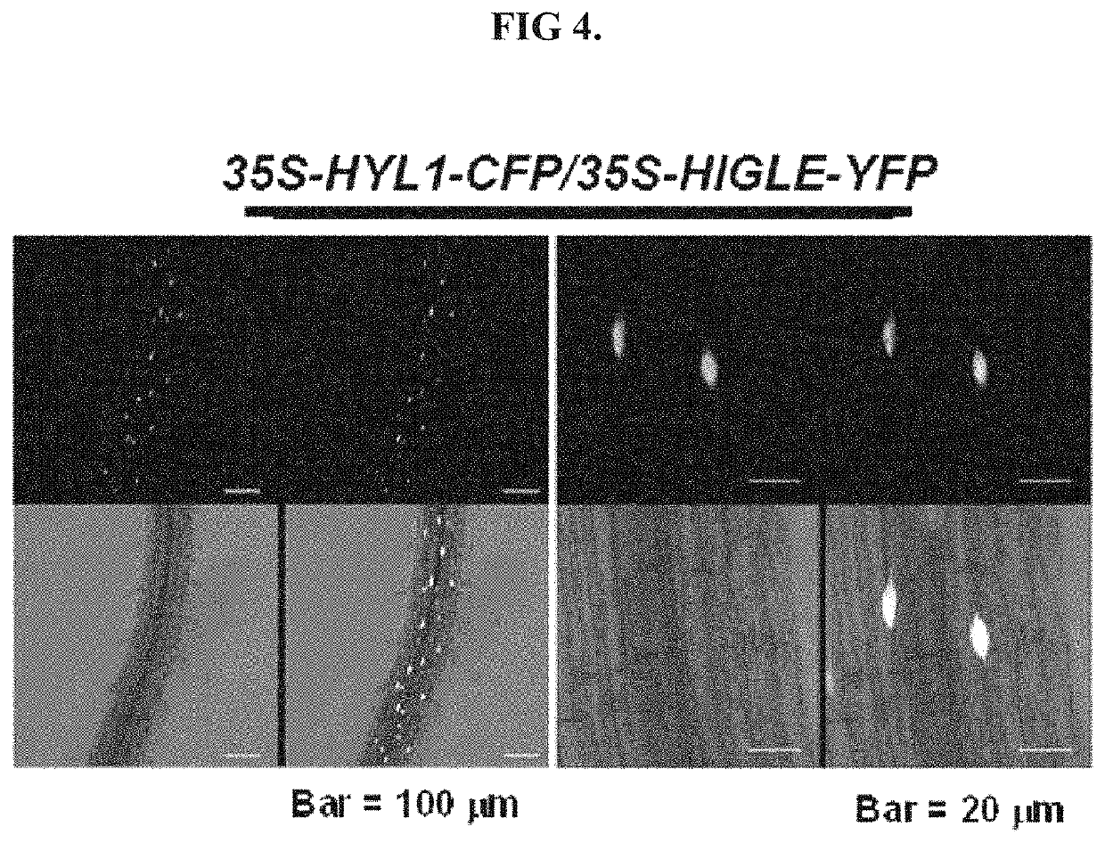 Detection of nucleic acid sequences using endonuclease